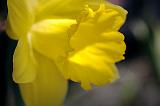 Sunstruck Daffodil_26549